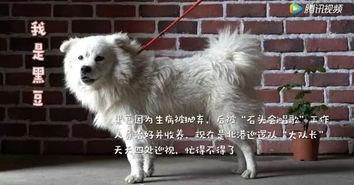 明星骑狗视频播放,宠物的“新潮流”